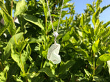 Scottish Bonfire Sea Glass Pendant with Sand and Ash Inside