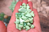 Sea Glass Advent Calendar 24 Days - 2 Pieces of Jewellery & Mudlarking Treasures